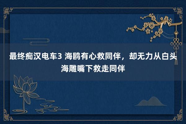 最终痴汉电车3 海鸥有心救同伴，却无力从白头海雕嘴下救走同伴